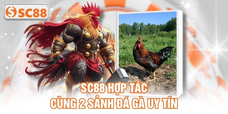 SC88 hợp tác cùng 2 sảnh đá gà uy tín